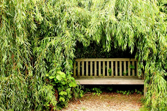 zahradní lavička pod stromem